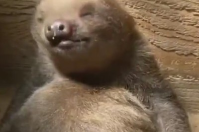 Hilarious Sloth Shenanigans: Watch These Peeing Sloths Go Slow-mo Crazy!
