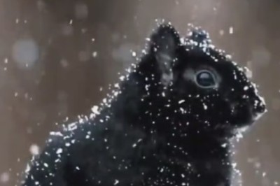 Snow Day Shenanigans: Sassy Squirrel's Winter Wonderland Adventure!