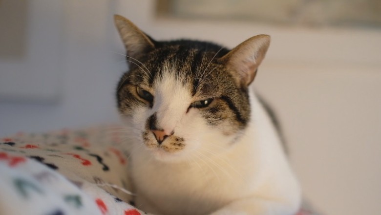 Unveiling the Mystical Powers of Cats: How They Sense the Unseen