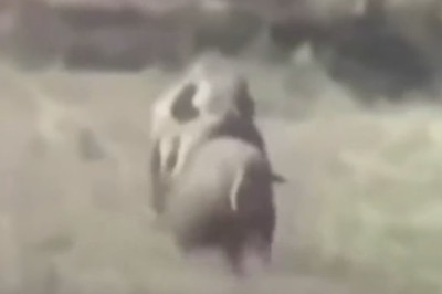 Watch this Hilarious Showdown: Monkey Races Motorcycle Through Forest!