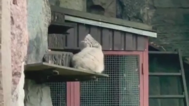 Wildcat Wackiness Unleashed: The Purr-fect Recipe for a Viral Laugh Riot!