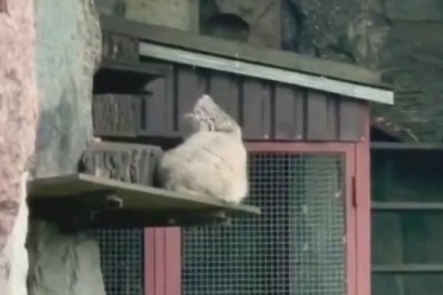 Wildcat Wackiness Unleashed: The Purr-fect Recipe for a Viral Laugh Riot!