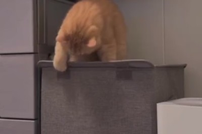 Cat-astrophe Alert! Hilarious Moment When a Curious Cat Falls for a Trap!