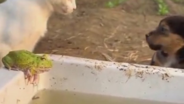 Claws Out! Cat vs Dog: Epic Smackdown Caught on Camera!