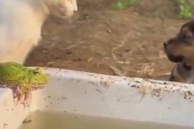 Claws Out! Cat vs Dog: Epic Smackdown Caught on Camera!