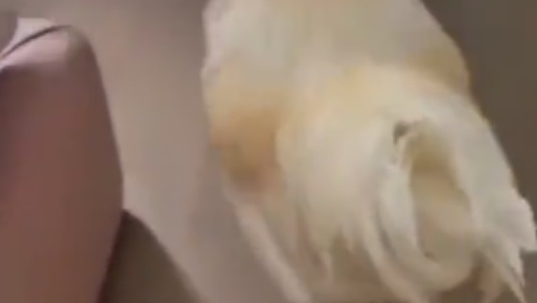 Cluckin' Hilarious: Brave Rooster Turns Alarm Clock, Wakes Owner in Epic Surprise!