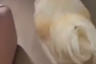 Cluckin' Hilarious: Brave Rooster Turns Alarm Clock, Wakes Owner in Epic Surprise!