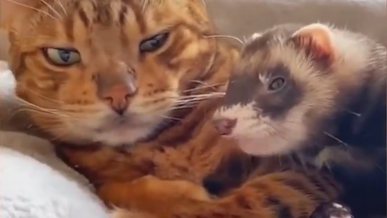 Hilarious Compilation of Pets Acting Silly! You Won't Stop Laughing