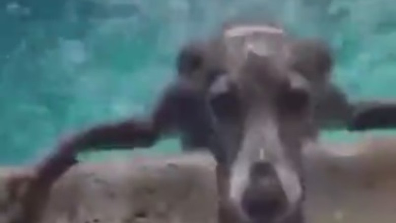 Pawsitively Aquatic: Doggie Dash Champ Makes a Splash in Speedy Swim Showdown!