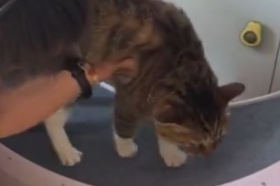 Purr-fect Recovery: Cat's Hilarious Journey From 'Meow'-sery to Meow-velous!