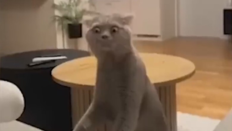 ROFL Alert! Ridiculously Funny Pets Caught in Hilarious Shenanigans!