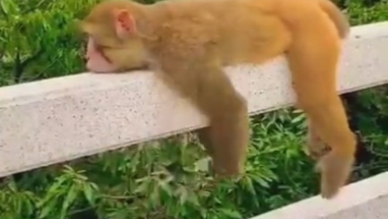 This Monkey's Swinging Skills Will Make Your Jaw Drop