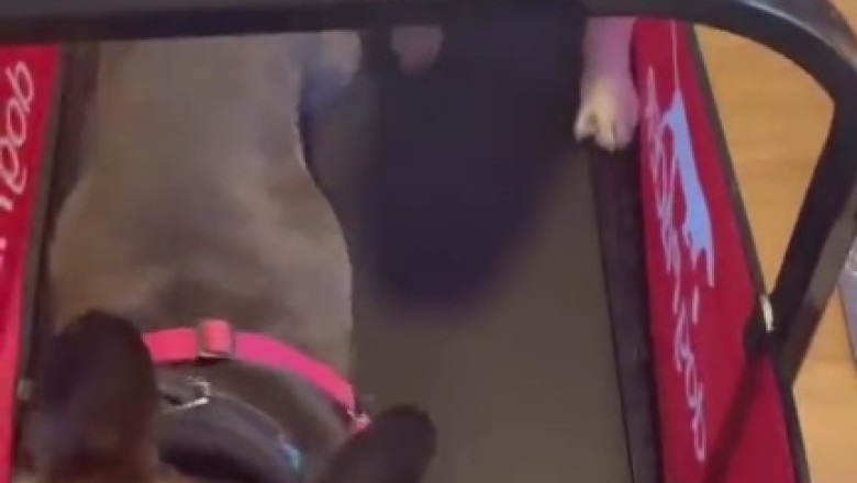 Watch These Two Adorable Pups Crush Their Paw-some Fitness Routine!