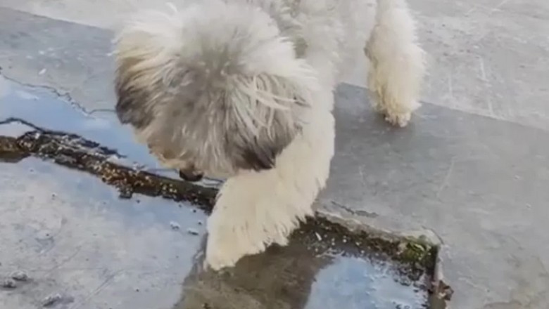 Fluffy Dog's Hilarious Encounter with Reflection Leaves Internet in Stitches!