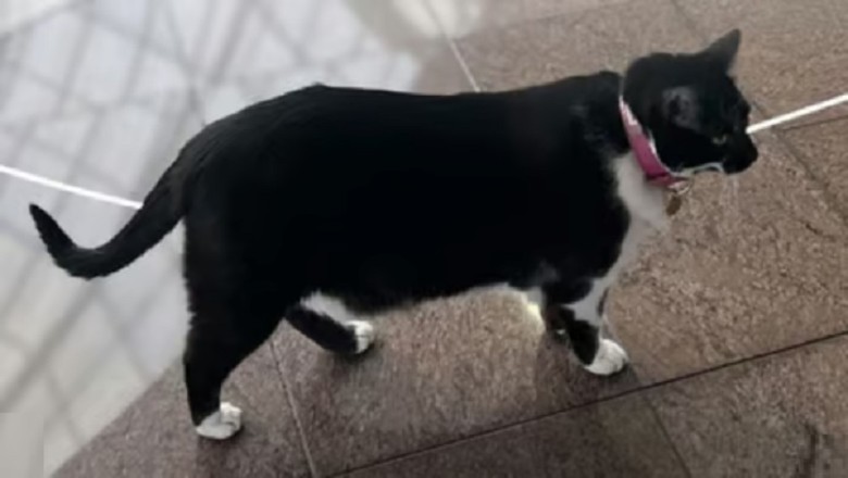 From Shelter to Stardom: Meet Cristal, the Shopping Center's Feline Mascot!