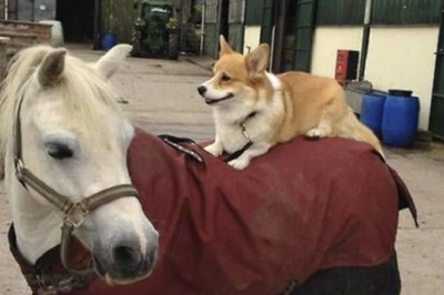 Unlikely Duo: Corgi Takes Pony for a Ride on Missouri Farm