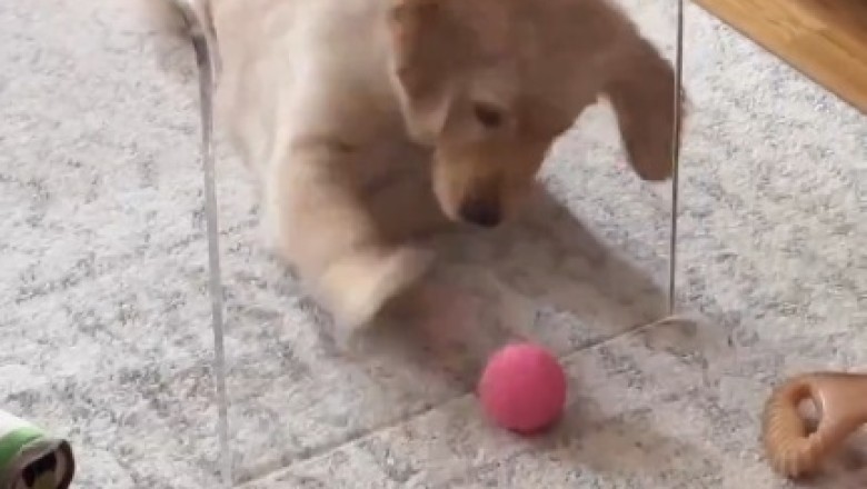 Ballin' Beagle: Watch This Adorable Doggo Take Playtime to the Next Level!