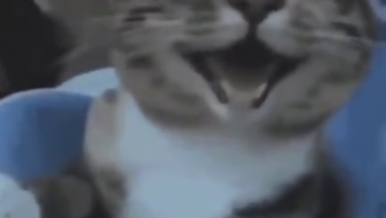 Cat-tastic Comedy: Get Ready to LOL with the Hilarious Antics of This Purr-fectly Funny Feline!