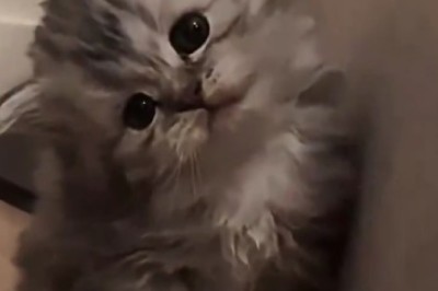 Cuteness Overload: Adorable Kittens Melting Hearts Everywhere!
