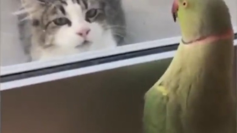 Cutest Comedy Duo Ever: Hilarious Video of Funny Pets Will Have You ROFL!