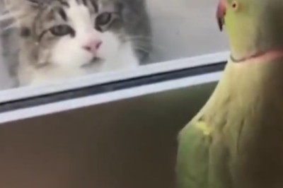 Cutest Comedy Duo Ever: Hilarious Video of Funny Pets Will Have You ROFL!