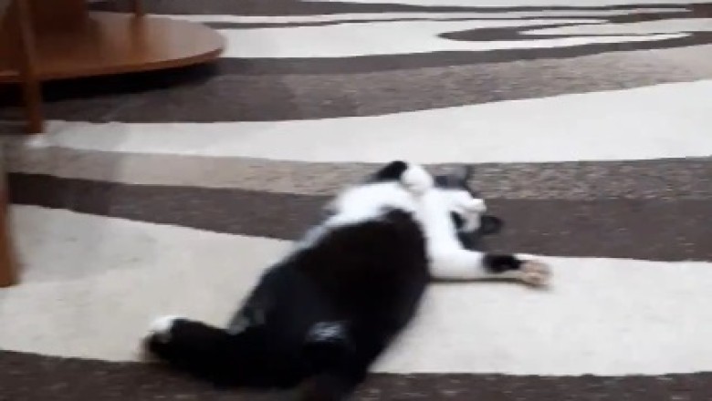 Double the Purrfection: Hilarious Hijinks of Two Beautiful Cats Will Melt Your Heart!