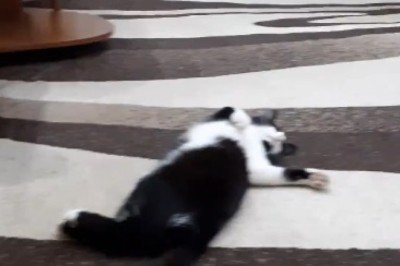 Double the Purrfection: Hilarious Hijinks of Two Beautiful Cats Will Melt Your Heart!