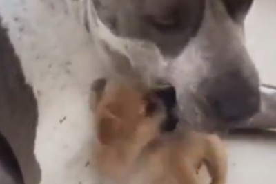 Double Trouble: Big Dog, Small Dog - Comedy Gold Collide!