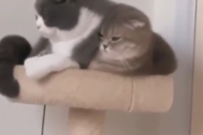 Double Trouble: Hilarious antics of two mischievous cats!