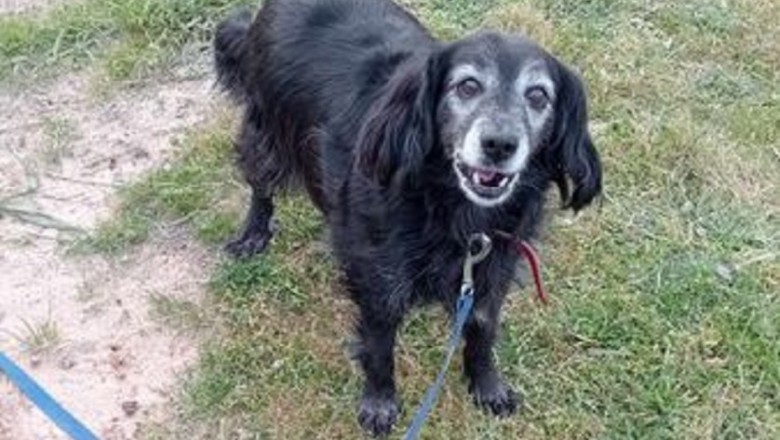 Heartwarming Tale of Toby: Resilience in the Face of Abuse and the Search for a Loving Home