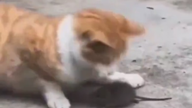 Pawsitively Hilarious: Feline Antics that Will Leave You in Stitches!