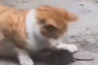 Pawsitively Hilarious: Feline Antics that Will Leave You in Stitches!