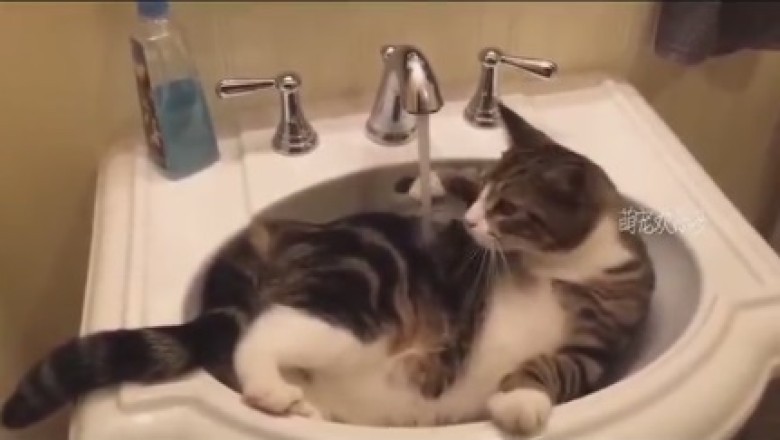 Purrfectly Hilarious: Cat's Lavabo Bath Time Adventures!