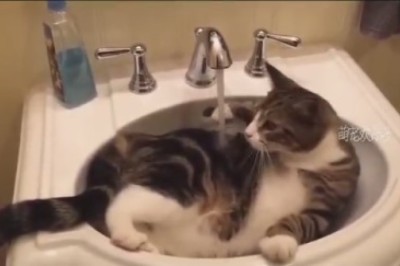 Purrfectly Hilarious: Cat's Lavabo Bath Time Adventures!