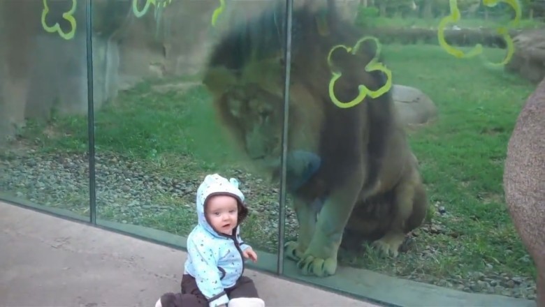Roar of Laughter: Lion Plays Peek-a-Boo with Child at Zoo!