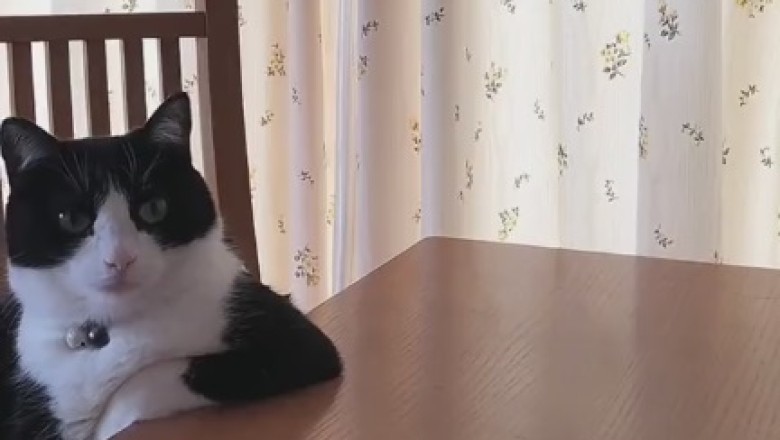 The Hungry Kitty Chronicles: Cat's Epic Wait for Food!