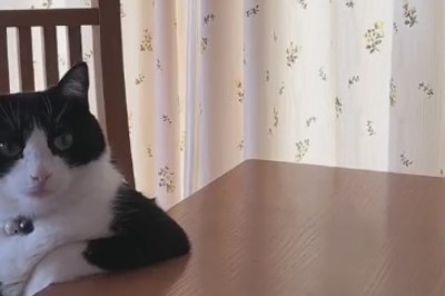 The Hungry Kitty Chronicles: Cat's Epic Wait for Food!
