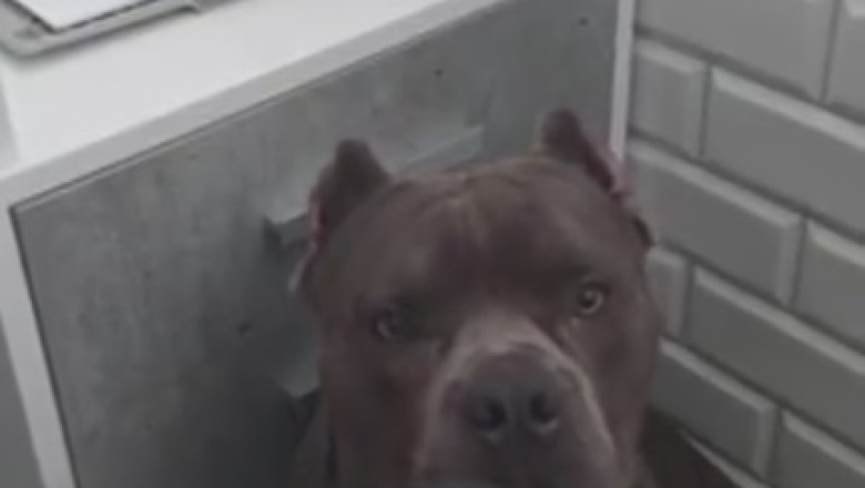 Top Dog of Obedience: Hilarious Video of a Dog Following Orders Goes Viral!