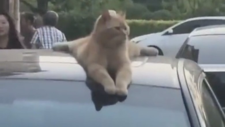 Whisker-tastically Hilarious: Laugh Out Loud at the Most Purr-plexing Antics of These Fur-ocious Funny Cats!