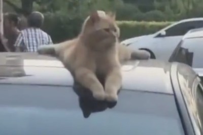 Whisker-tastically Hilarious: Laugh Out Loud at the Most Purr-plexing Antics of These Fur-ocious Funny Cats!