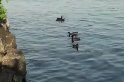 Feathered Showdown: Seagull vs Ducklings, Who Will Win?