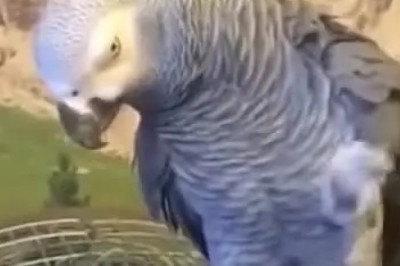Hilarious Parrot Keeps a Secret - What's the Juicy Gossip in the Bird World?