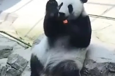 Panda Gets Tipsy: Hilarious Moments of a 'Drunk' Panda!