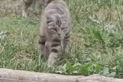 Purr-fectly Hilarious: This Cat Compilation Will Have You in Stitches!