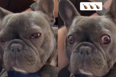 The Heartwarming Reaction of a Bulldog to the Word 