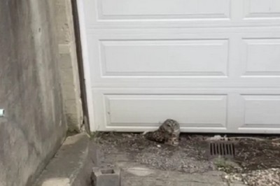 Plumber's Heroic Rescue of Injured Owl Goes Viral: Heartwarming Story Touches Hearts Worldwide