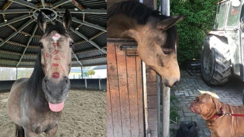 The Horse Who Thinks He's a Golden Retriever: Meet Prince, the Four-Legged Comedian