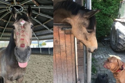 The Horse Who Thinks He's a Golden Retriever: Meet Prince, the Four-Legged Comedian