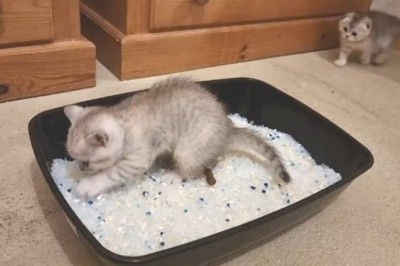 Adorable Kitten: A Bundle of Cuteness!