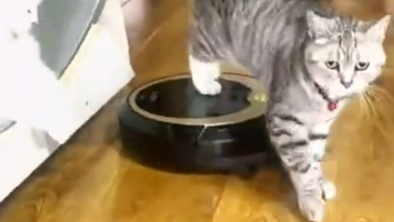 Cat Fight Club: Feline Smackdown!